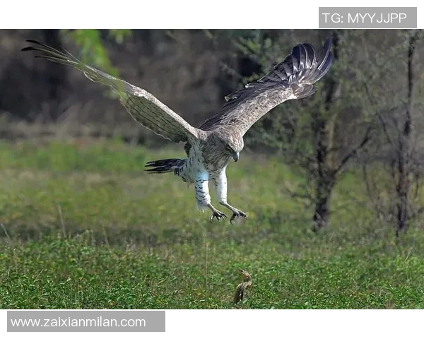 老鹰与魔术精彩对决全场回放重温比赛瞬间与精彩时刻 老鹰与魔术精彩对决全场回放重温比赛瞬间与精彩时刻